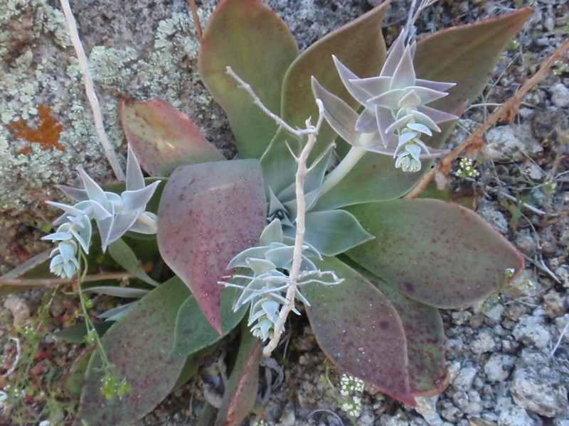 Dudleya arizonica photo 8