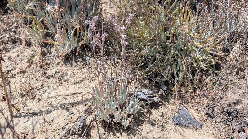 Dudleya attenuata subsp. attenuata