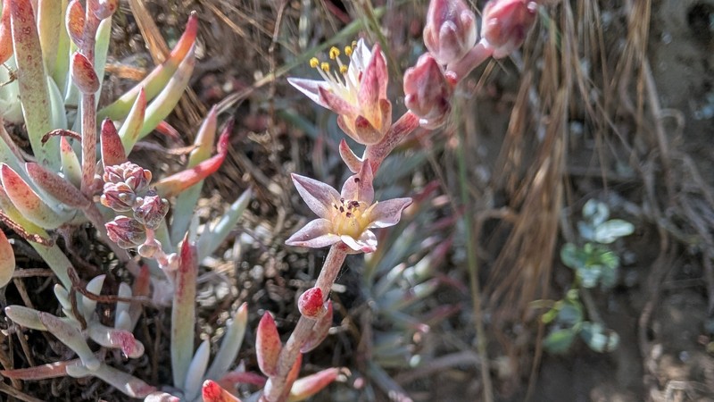 Dudleya attenuata subsp. attenuata photo 2