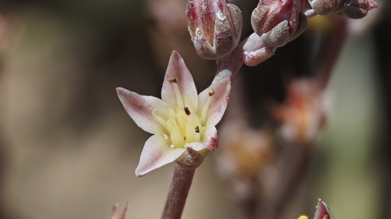Dudleya attenuata subsp. attenuata photo 3