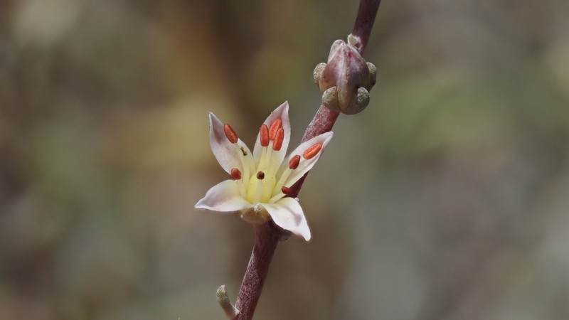 Dudleya attenuata subsp. attenuata photo 4