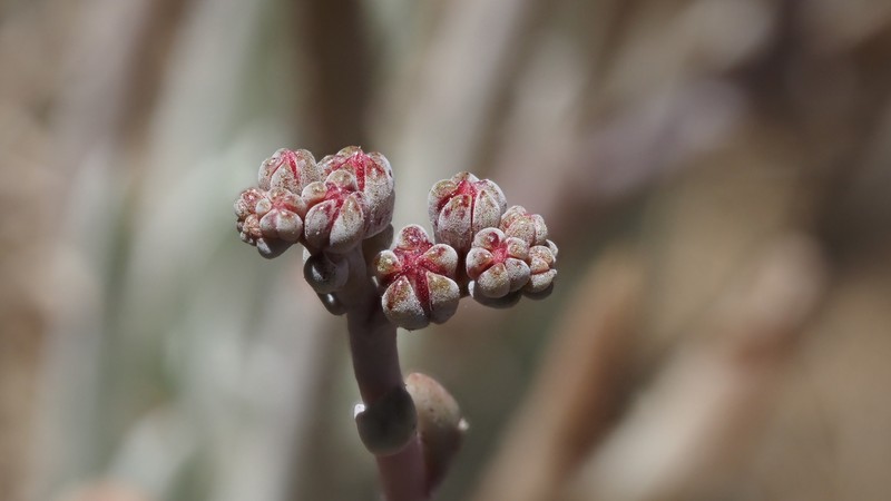 Dudleya attenuata subsp. attenuata photo 5
