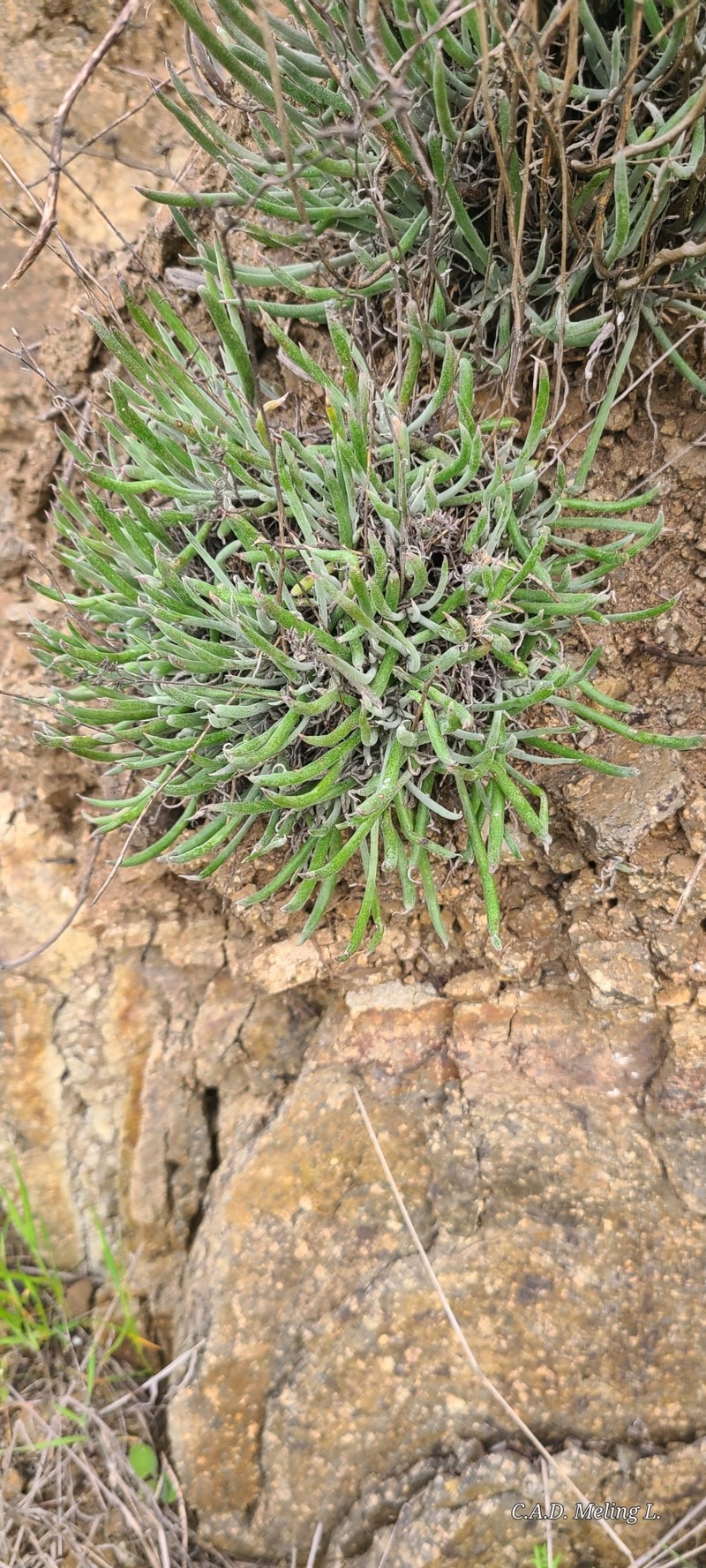 Dudleya attenuata subsp. attenuata photo 6