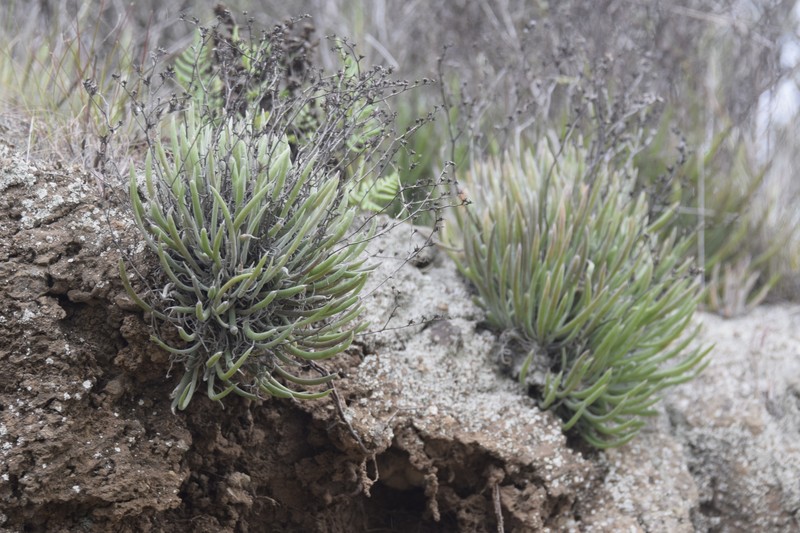 Dudleya attenuata subsp. attenuata photo 7
