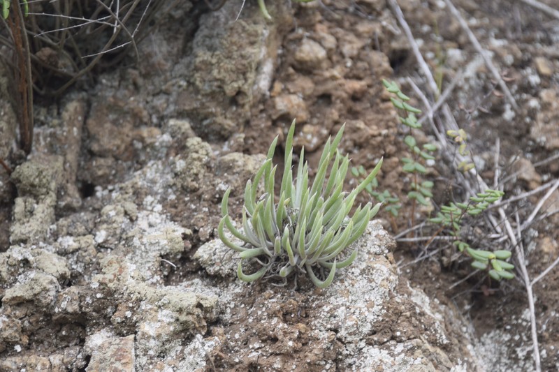 Dudleya attenuata subsp. attenuata photo 8