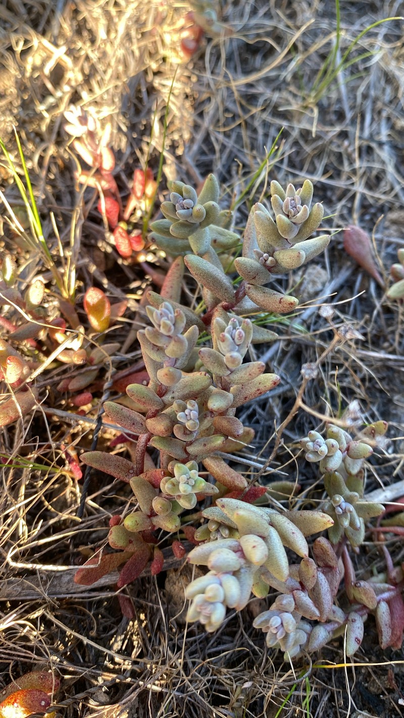 Dudleya blochmaniae subsp. blochmaniae