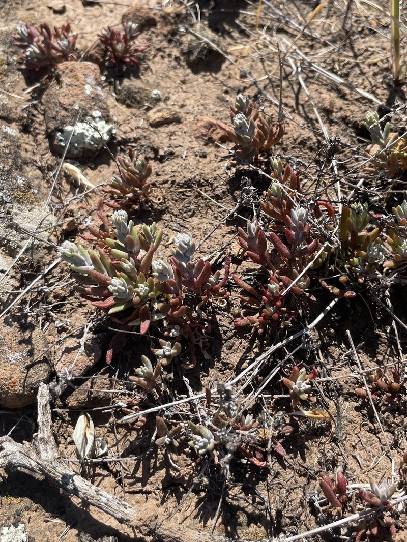 Dudleya blochmaniae subsp. blochmaniae photo 2