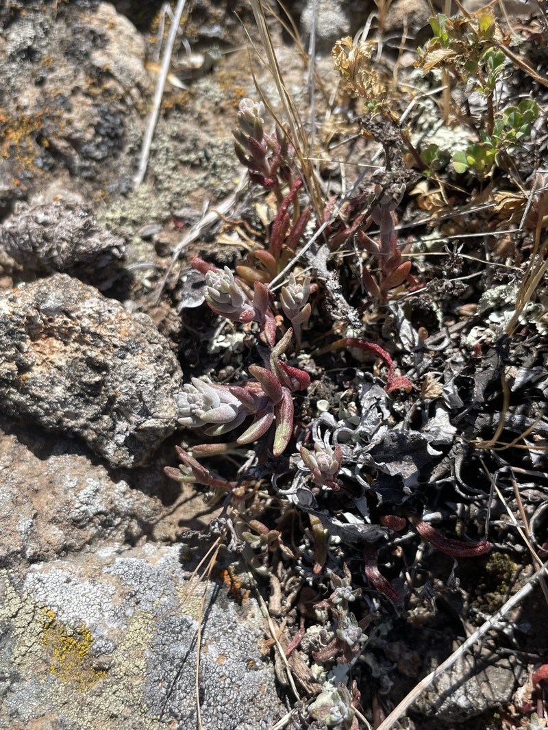 Dudleya blochmaniae subsp. blochmaniae photo 3