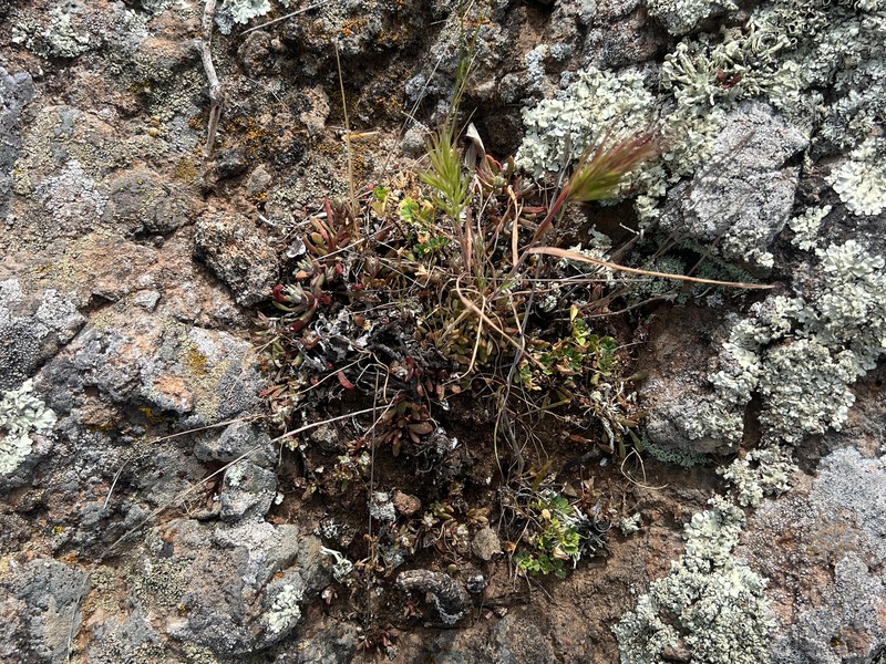 Dudleya blochmaniae subsp. blochmaniae photo 4