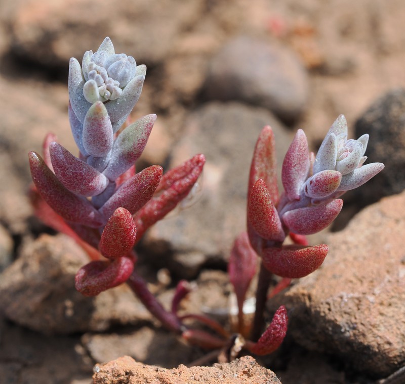 Dudleya blochmaniae subsp. blochmaniae photo 6