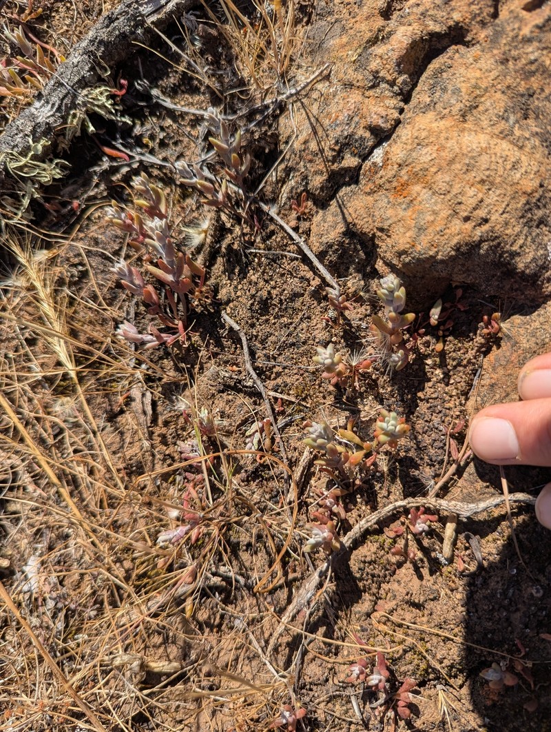 Dudleya blochmaniae subsp. blochmaniae photo 8