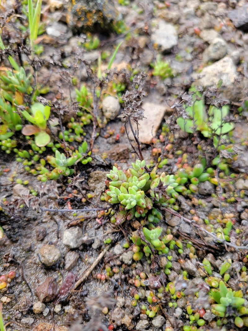 Dudleya blochmaniae subsp. insularis