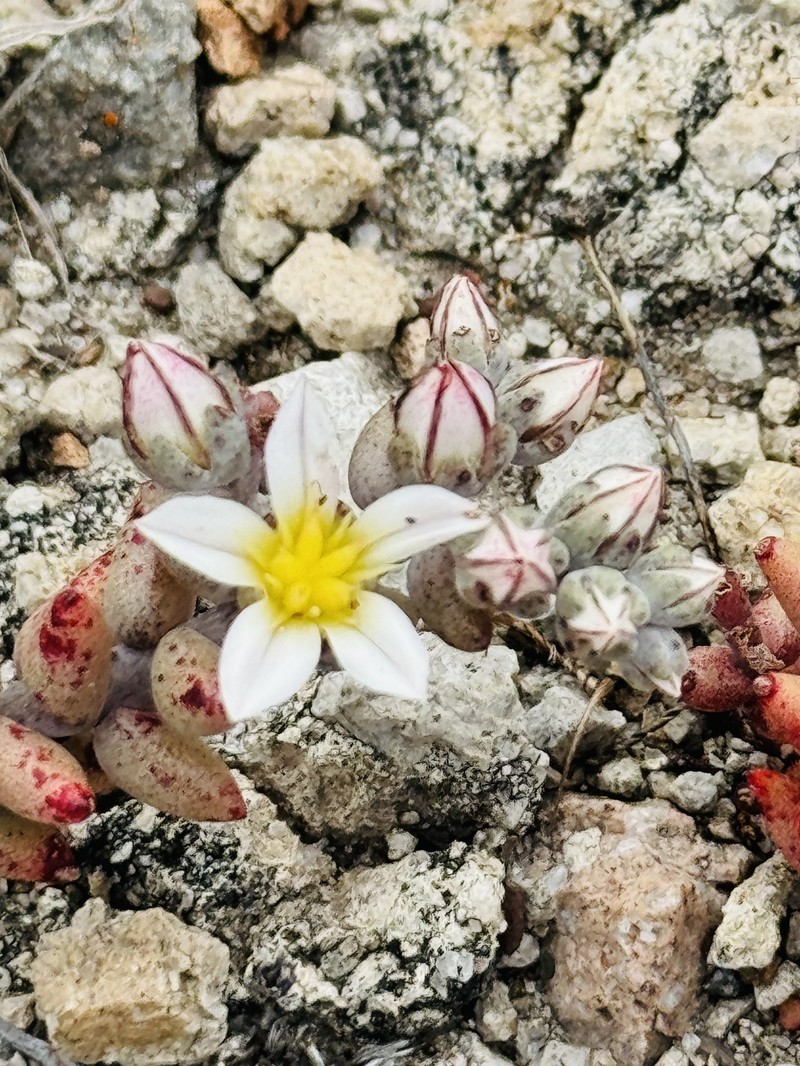 Dudleya blochmaniae subsp. insularis photo 2