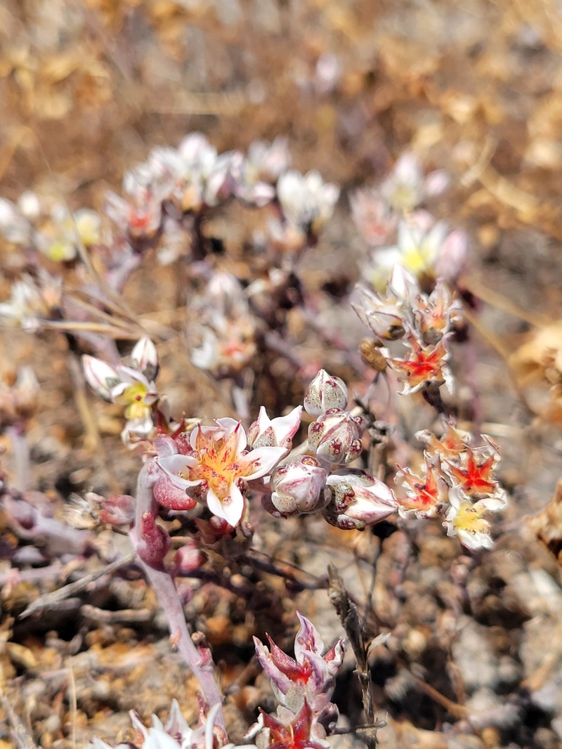 Dudleya blochmaniae subsp. insularis photo 4