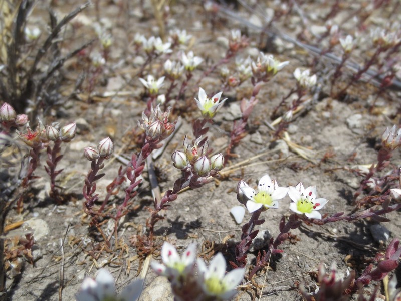 Dudleya blochmaniae subsp. insularis photo 5