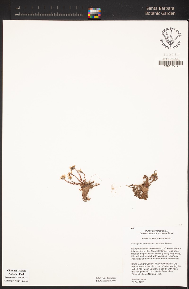 Dudleya blochmaniae subsp. insularis photo 6