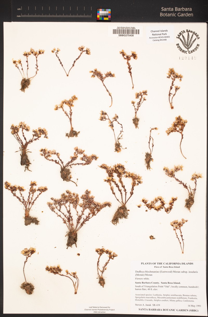 Dudleya blochmaniae subsp. insularis photo 7