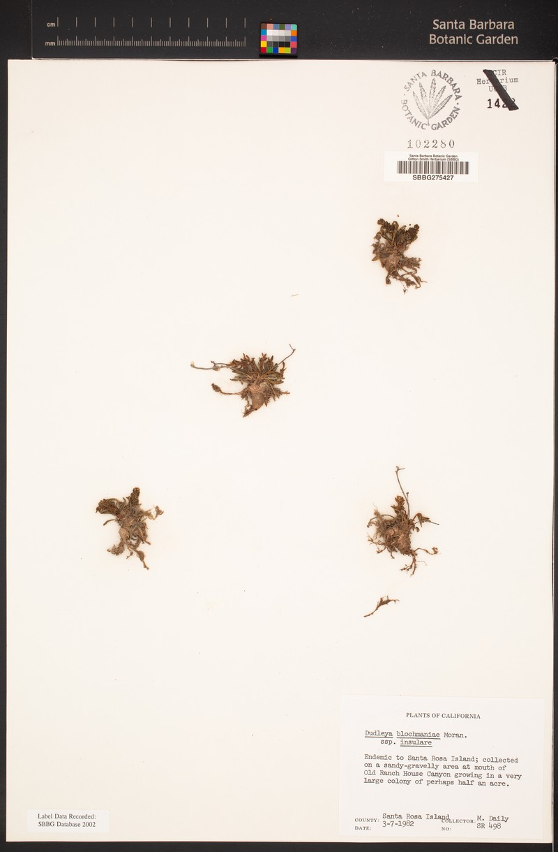 Dudleya blochmaniae subsp. insularis photo 8
