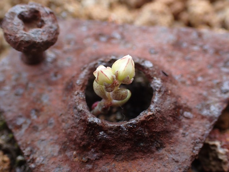 Dudleya brevifolia