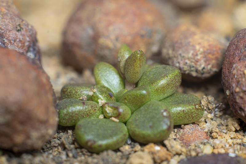 Dudleya brevifolia photo 2