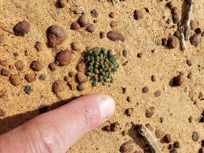 Dudleya brevifolia photo 3