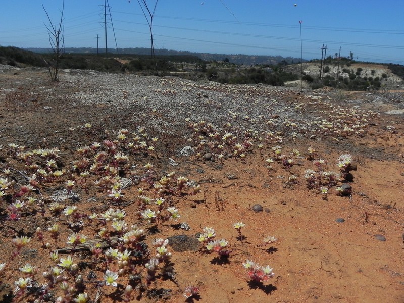 Dudleya brevifolia photo 4