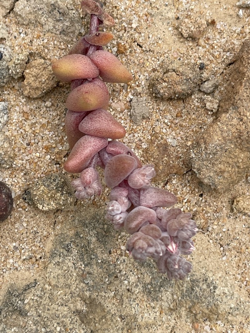 Dudleya brevifolia photo 5