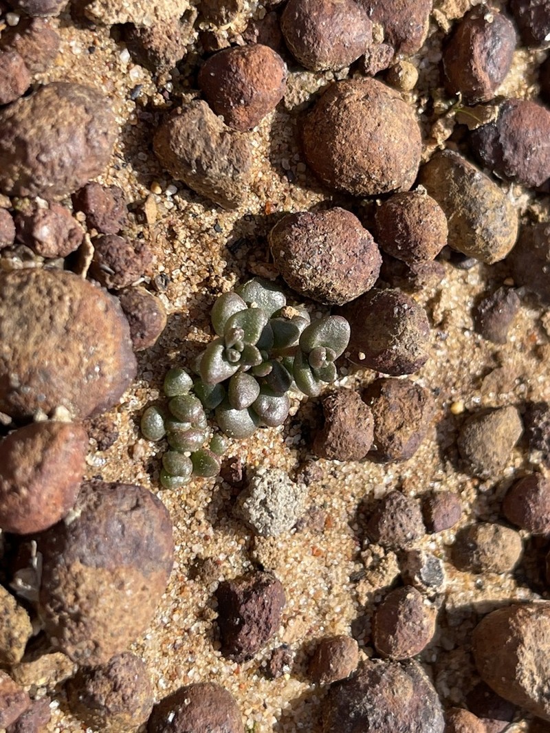 Dudleya brevifolia photo 6