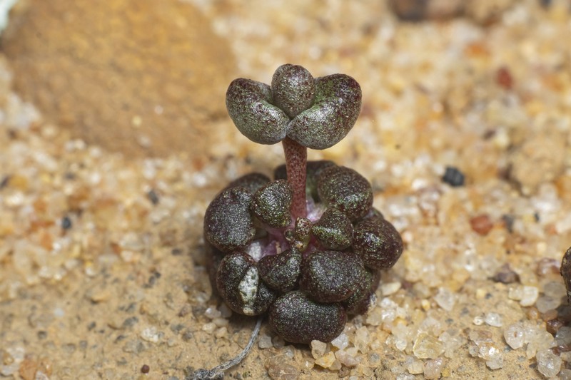 Dudleya brevifolia photo 8