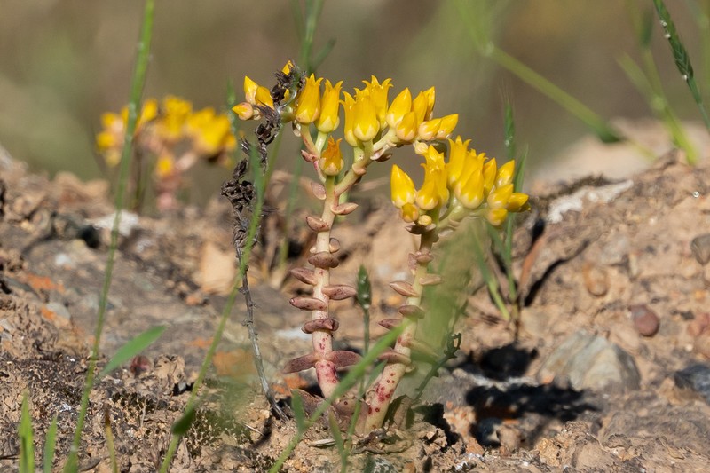 Dudleya chasmophyta