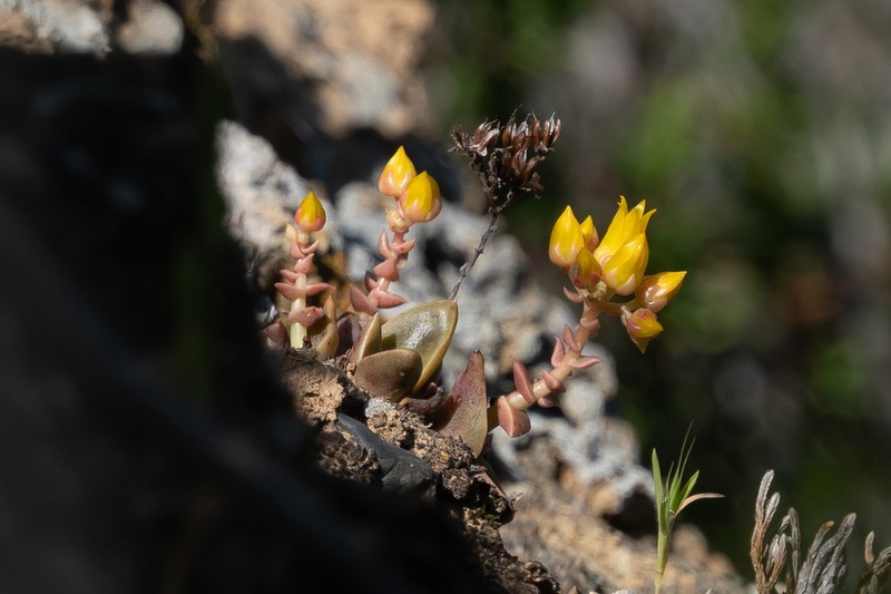 Dudleya chasmophyta photo 2
