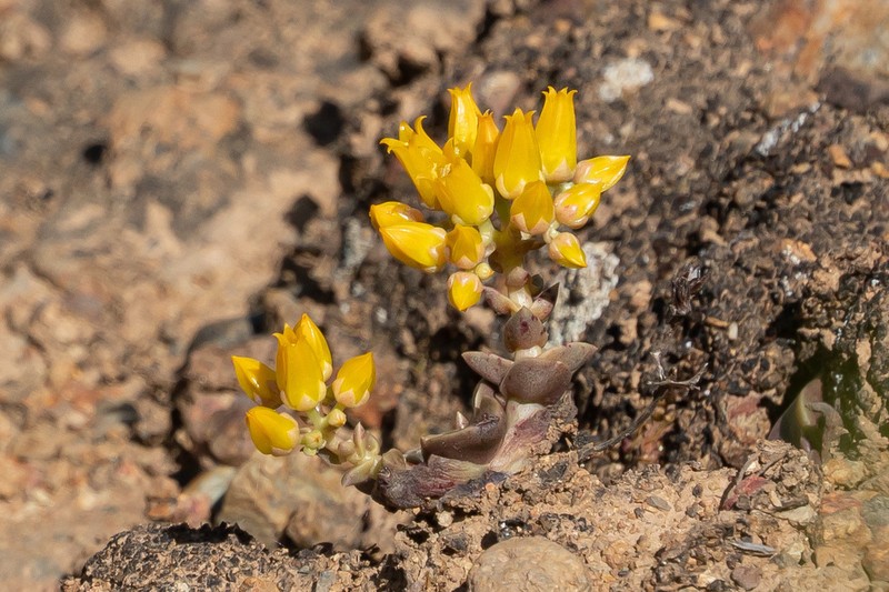 Dudleya chasmophyta photo 3