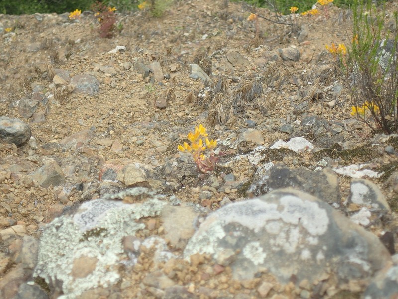 Dudleya chasmophyta photo 5