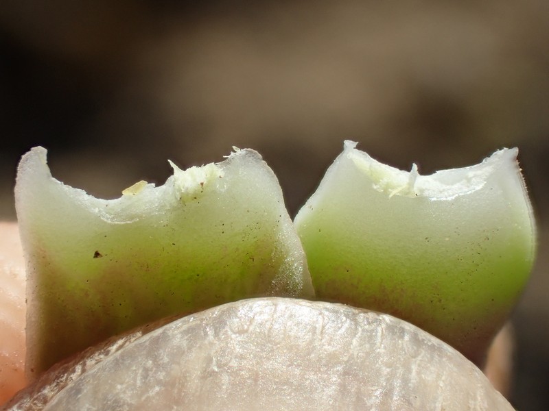 Dudleya chasmophyta photo 6