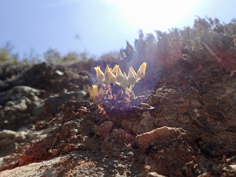 Dudleya chasmophyta photo 7