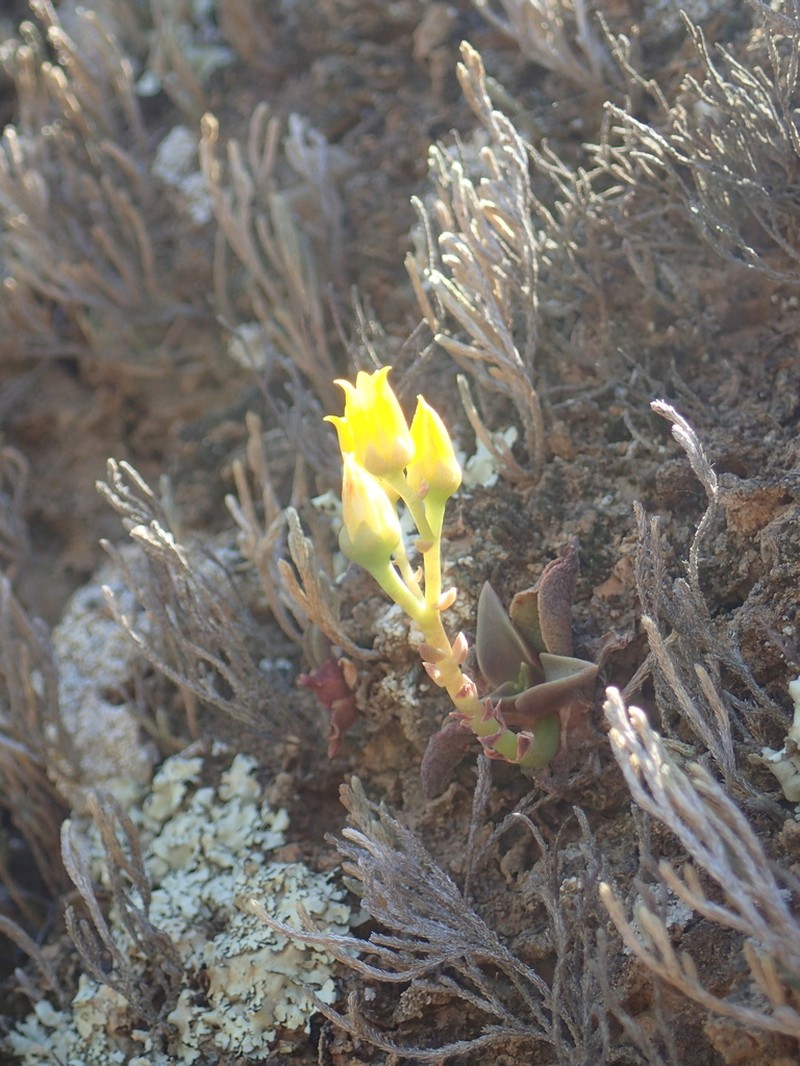 Dudleya chasmophyta photo 8