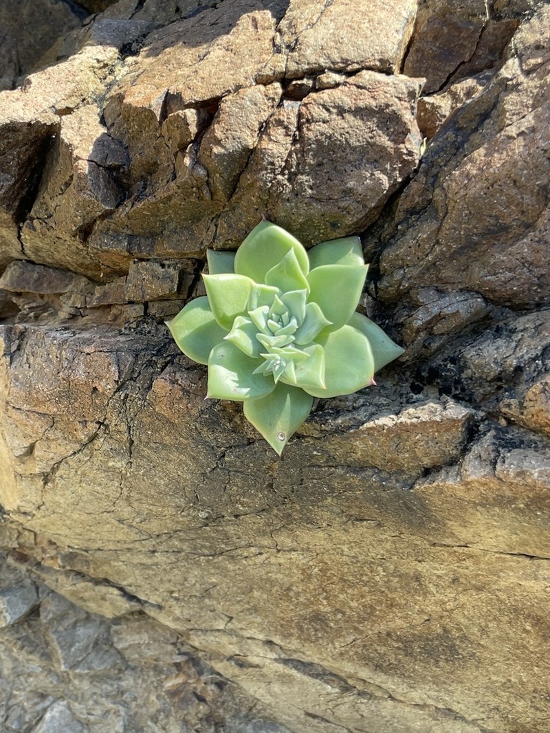 Dudleya cochimiana photo 2