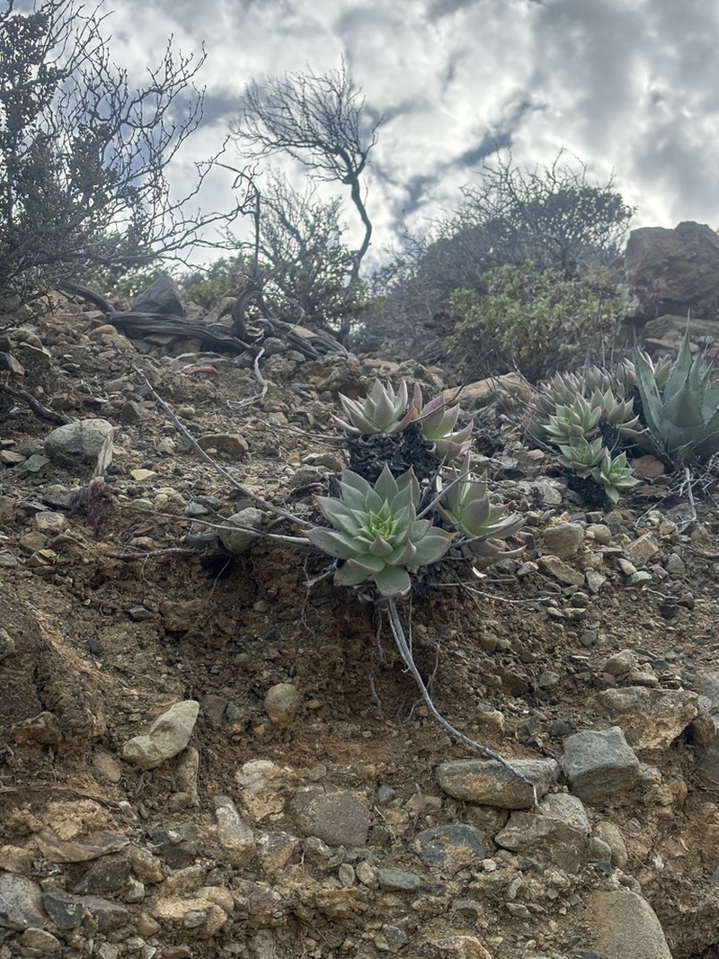 Dudleya cochimiana photo 3