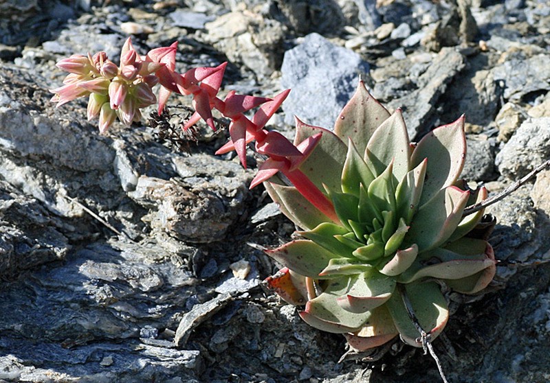 Dudleya cochimiana photo 4
