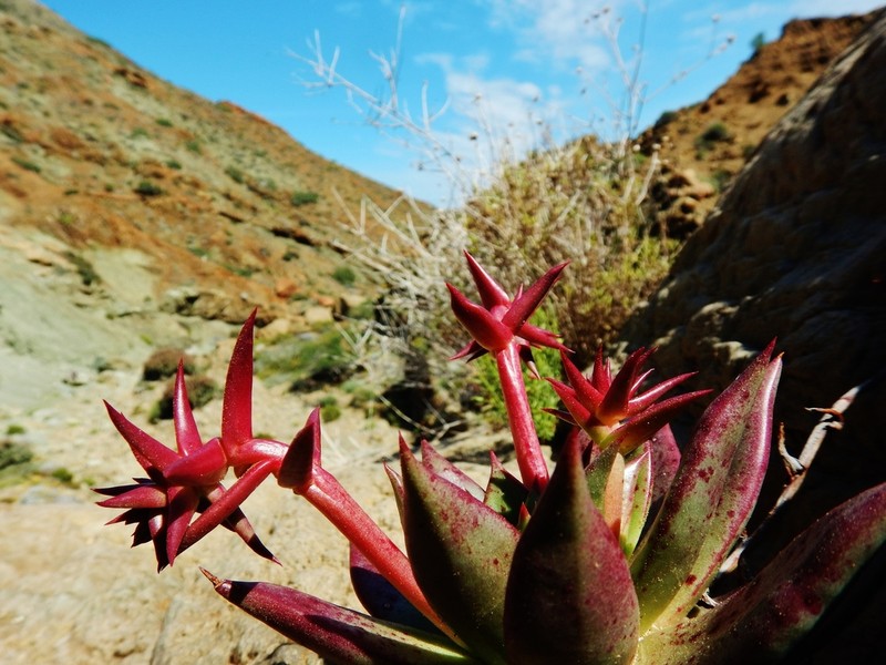 Dudleya cochimiana photo 5