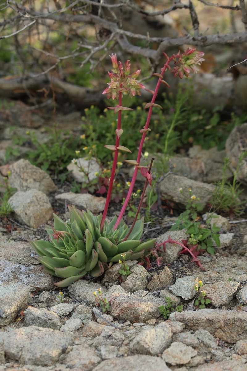 Dudleya cochimiana photo 6