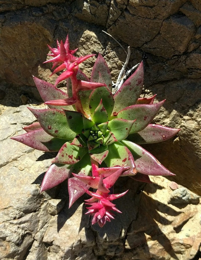 Dudleya cochimiana photo 7
