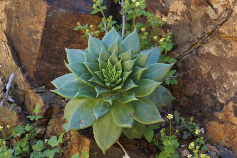 Dudleya cochimiana photo 8