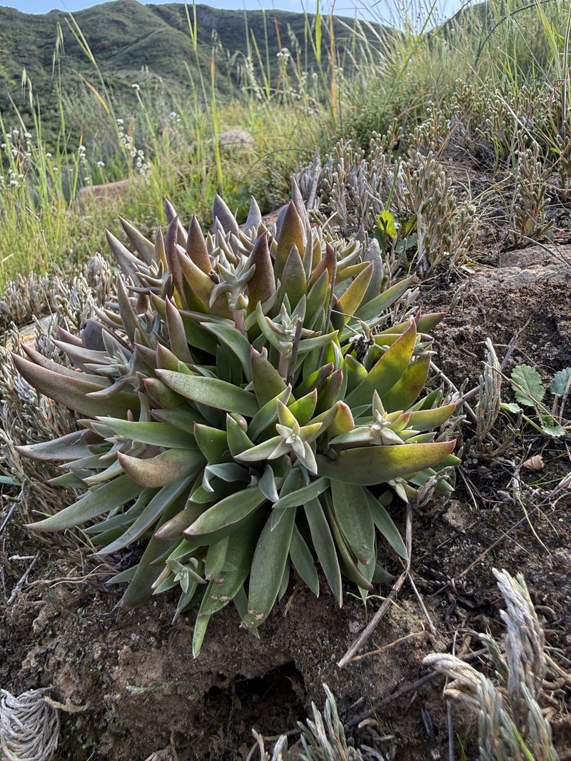 Dudleya cymosa subsp. agourensis