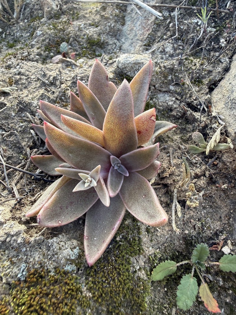 Dudleya cymosa subsp. agourensis photo 2
