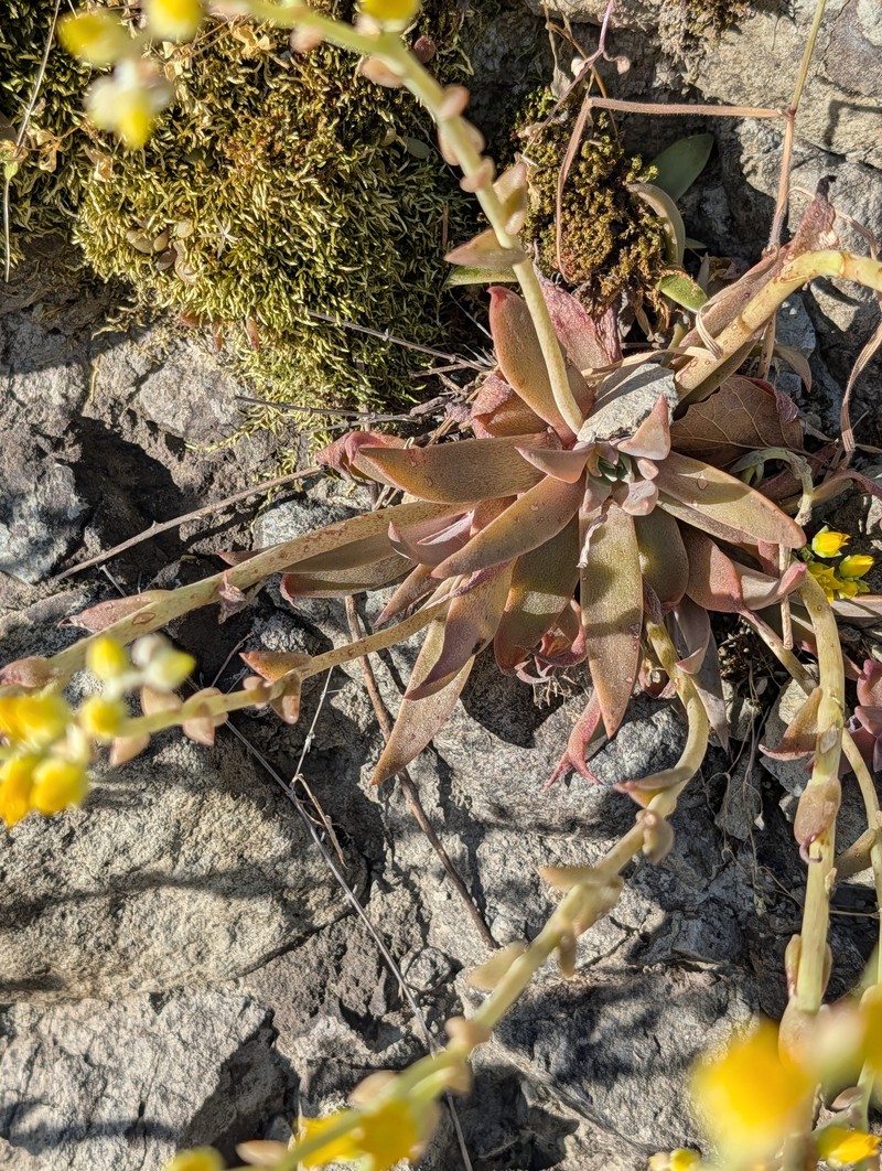 Dudleya cymosa subsp. agourensis photo 3