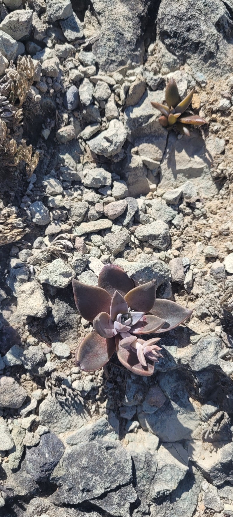 Dudleya cymosa subsp. agourensis photo 4