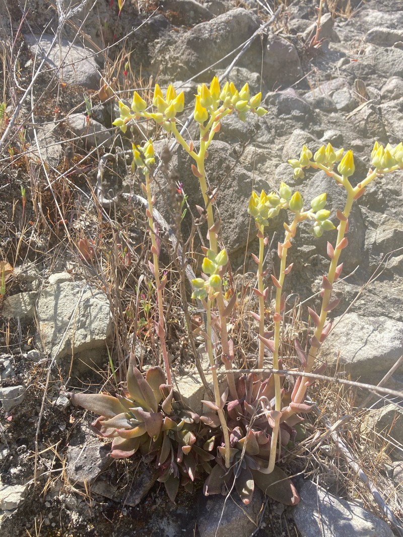 Dudleya cymosa subsp. agourensis photo 6