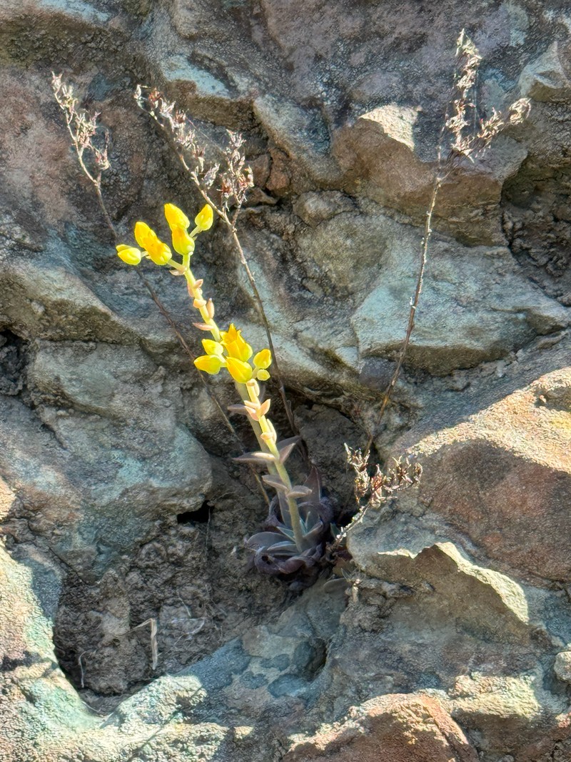 Dudleya cymosa subsp. agourensis photo 7