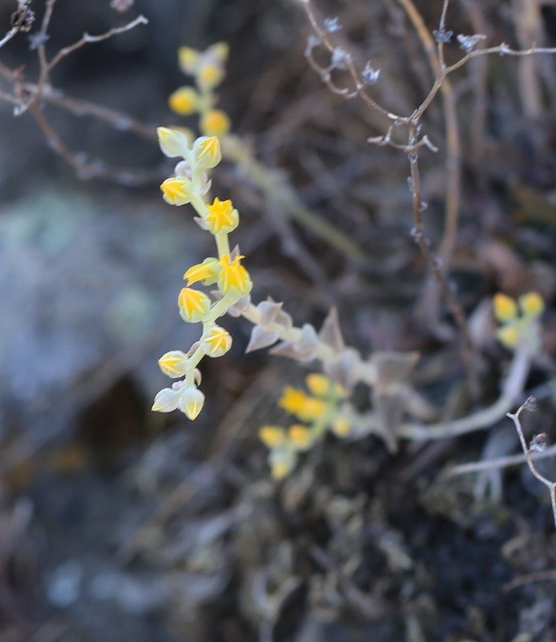 Dudleya cymosa subsp. agourensis photo 8